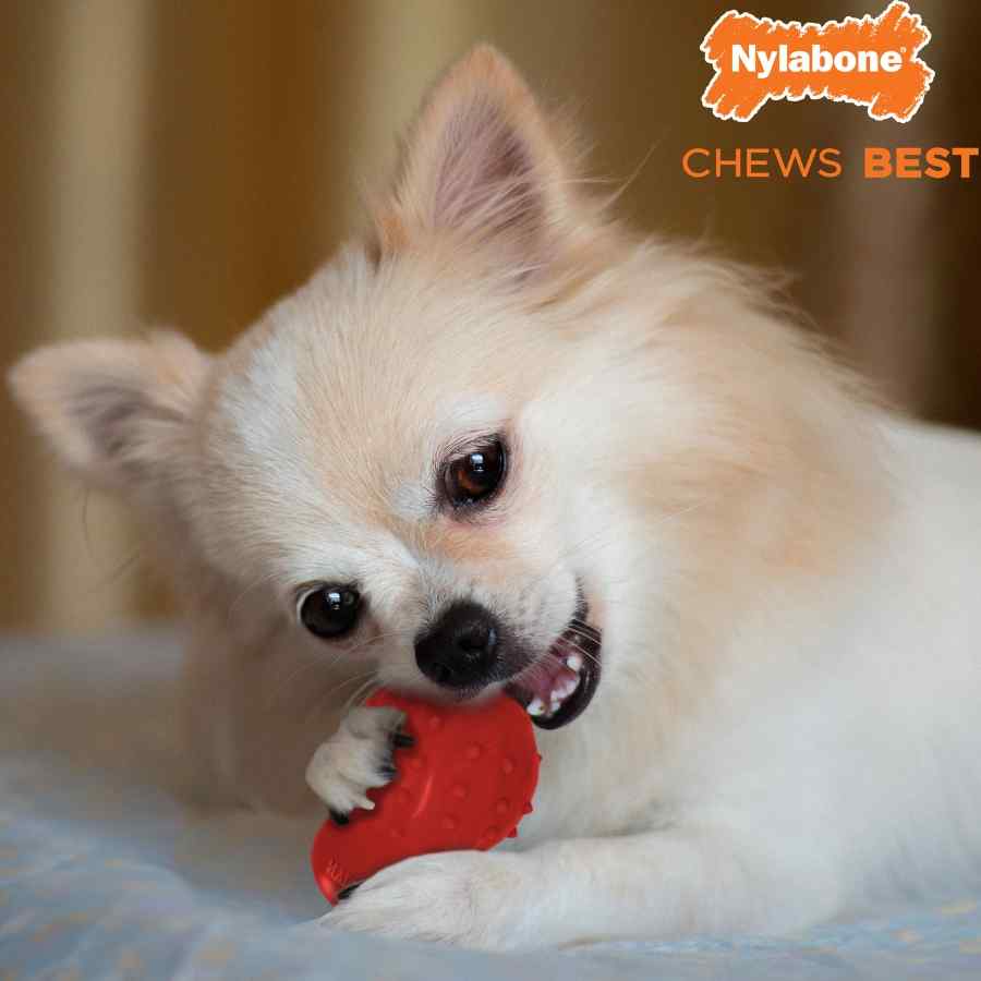 Nylabone Strong Chew Cone, Sabor Tocino, , large image number null